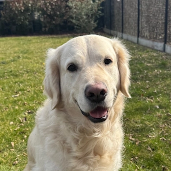 Officedog Felix